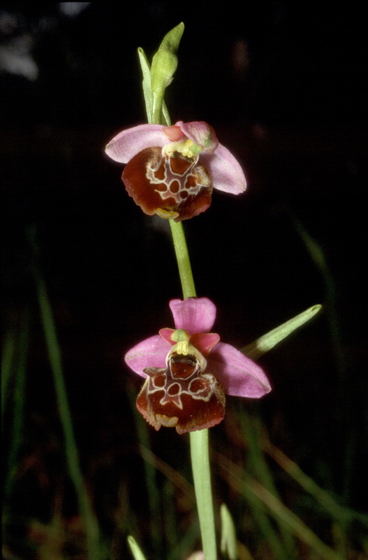 Orchidee in una villa vicino a Piediluco (Terni)